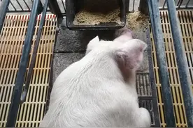 母猪不吃食的原因以及预防治疗方案图片