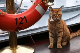 航母上并没有老鼠，为什么要养猫？难道猫有什么“特殊本领”？图片