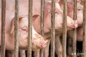 22个冷知识：或许看过多遍仍无法认同，但却真实存在于世界图片