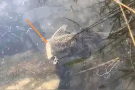 “无头鱼”被砍头仍在水里游动，被晒干了嘴还能动，命真硬图片