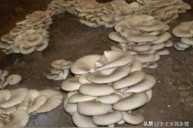 稻草种平菇，用这个新方法，技术简便，成功率高，在露天就能种图片