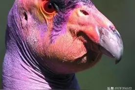 世界12个最丑的动物！吃什么长的呢？图片