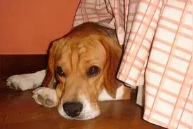 这几件事对狗狗来说，比打针还可怕图片