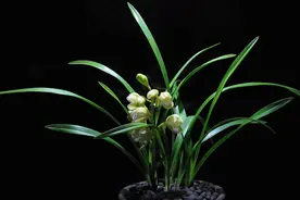 谈谈歌曲《兰花草》图片