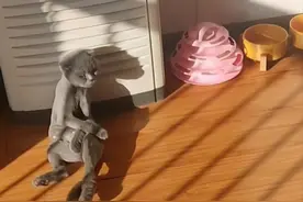 嫌掉毛厉害给猫咪剃光后，隔天再去看时有些内疚：这是自闭了吗？图片