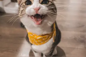 为什么说猫咪的叫声像婴儿？这也是我们喜欢它们的一个原因图片