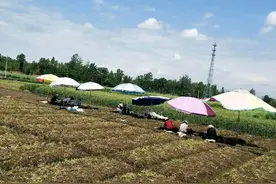 这种金豆豆曾经最贵一斤卖七十块钱图片