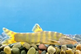 水生动物图文欣赏(2)——常见鳅类水生动物34种图片