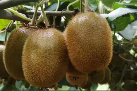 才知道，猕猴桃黄心、绿心、红心的区别这么大，这么多年白吃了图片