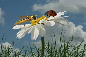 凌晨四点我被一阵钻心的疼痛惊醒，腿像被什么东西挖掉一块肉似的图片