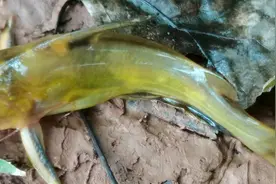 成都周边钓鱼，纯野生，不收费，边烧烤，边钓鱼图片