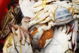 在天津王顶堤水产市场，花了100元买了3只螃蟹……图片