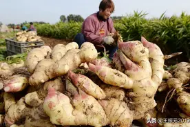 现在生姜单价1.3元，明年同期会涨到4.5元，后年同期会涨到11元图片