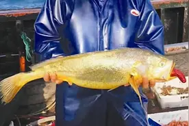 1斤卖5000块！舟山渔民3天捕获171尾野生大黄鱼，为何这么值钱？图片