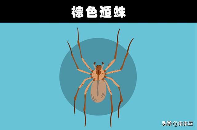 细数世界各地存在的10大奇怪的毒蜘蛛