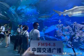 武汉情侣七夕“海底两万里”拥吻 鲨鱼见证爱图片