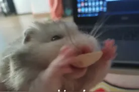 生气爱跑轮子、适合做表情包 这只金丝熊好欢乐​图片