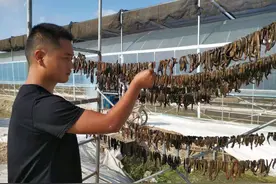 小吴书记一亩3个大棚投8万养蚂蟥，晒干800元1斤，为啥农民不愿养图片