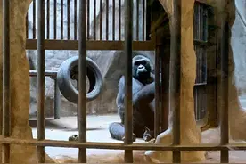 被囚禁水泥牢笼38年，一只眼睛含泪的猩猩，成了无数人心中的痛图片