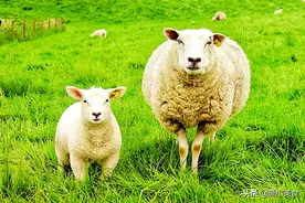 同是羊肉，绵羊和山羊哪种更好吃？如何区别？搞错了浪费钱还难吃图片