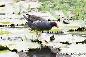 生生不息，校园湖里的黑水鸡图片