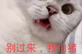 表情包｜你别过来，我怕猪。图片