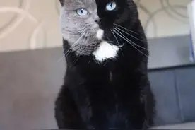 还记得那只阴阳脸的猫咪吗？如今它当爹了，小猫精准遗传到了精髓图片
