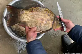 6斤重！河南钓友捞到“鲫鱼王”：钓鱼多年，这样的大板鲫很少见图片