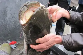 它眼睛很小，视力极差，却是优秀的猎食鱼类——大口鲶图片