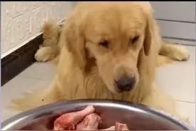 视频博主强迫宠物狗当大胃王，网友怒了图片