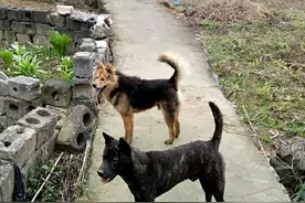 民间传说：“夏至狗，无路走”，不仅是广西，连广东也是一样……图片