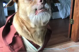 狗狗因长“山羊胡”被丢，一年后拥有65万粉丝，还是4国混血图片