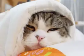 那些“丧心病狂”的猫咪脑洞实验图片