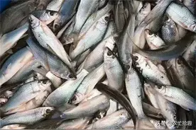 数量直追罗非鱼，在南方水域很常见，一斤6元，吃货和钓友却无意图片