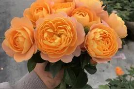八种小白也能驾驭的月季品种图片