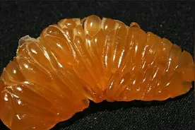 盘点几种被褪皮的水果，看看你能够认出几个？图片