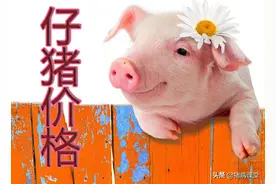 仔猪今日价格｜4月7日全国仔猪最新价格数据分享图片