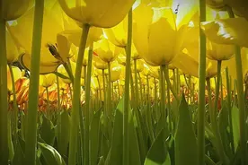 创意摄影技巧：怎么拍有新意的照片？视角独特+道具就够了图片