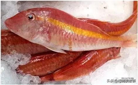 本港海鲜和外港区别 2026年本港海鲜和外港区别大吗