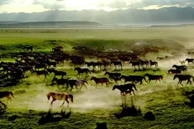 新疆伊犁昭苏的马 为什么被称为“天马”?图片