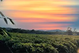 英红九号属于什么档次的茶？怎么冲泡？图片