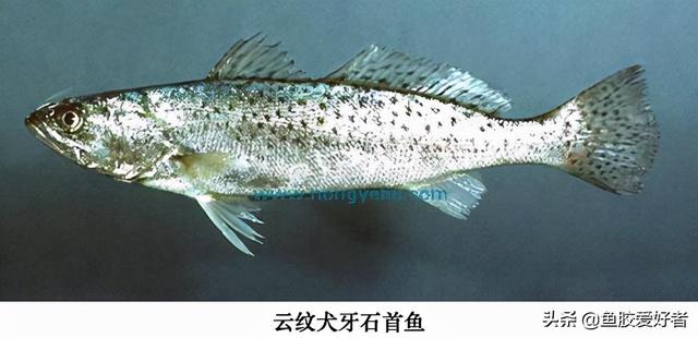 小北海花胶 2026年北海花胶哪里买正宗