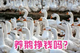 算一笔账：农村养1000只鹅，需要多少成本？纯利润有多少？图片