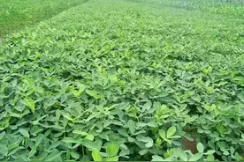 一种新型花生控旺剂，是多效唑的8倍。一季喷2次，平均增产200斤图片