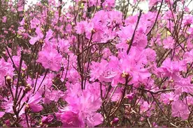 赏山花，观美景，尝美食！延边州春季农业休闲旅游渐入高潮……图片