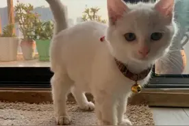去世半年后，我的猫竟然又回家了图片