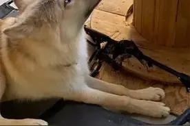 网友养了只狼和哈士奇的混血狗子，可没想到长大后居然变成这样图片