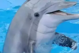 海豚比你想象中黑暗，近亲繁殖率高，喜欢性骚扰，还杀婴图片