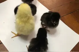 孩子养了一只不拿自己当外人的鸡图片