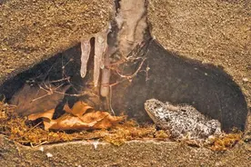 东北遭极端大暴雪袭击！大连蛇岛20000条毒蛇，会被雪灾冻死吗？图片